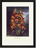 Black Framed/Matted Print 17x23, The Superb Lily