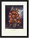 Black Framed/Matted Print 17x23, The Superb Lily