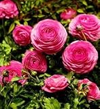 Pink Ranunculus - 10 Bulbs - Size 7+cm