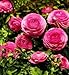 persian16 - Pink Ranunculus 10 Bulbs Size 7 cm
