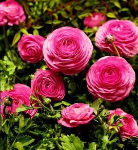 image link - - B0009SNR76