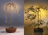 Bonsai Boy's Weeping Pussy Willow Bonsai Tree<br><i>(salix caprea 'kilmarnock')</i>