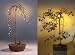 Bonsai Boy's Weeping Pussy Willow Bonsai Tree<br><i>(salix caprea 'kilmarnock')</i>