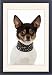 Framed Prints of JD-22059 DOG Chihuahua wearing large studded collar from Ardea Wildlife Pets