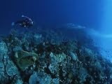 A Diver Descends a Coral Covered Wall off of Manado Tua Island Photographic Poster Print, 48x64 41PPmExHFvL. SL160 A Diver Descends a Coral Covered Wall off of Manado Tua Island Photographic Poster Print, 48x64