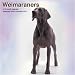 Weimaraners 2010 Wall Calendar 12" X 12"
