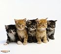 WOW!PAD 7.5" x 8.5" Puppies & Kittens Mouse Pad ( 78PK98-005 )