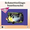 Schmetterlingsbuntbarsche