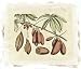 Crackled Van Rheet Botanical III - Van Rheet Art Print Poster 28 x 24
