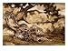 A Python Killing a Tiger Art Giclee Poster Print by Antoine-Louis Barye, 12x9