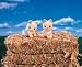 Toys : Calico Critters: Whiskers Cat Twins