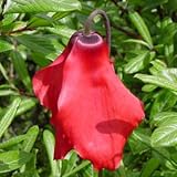 41PQSVBuY4L. SL160  Red Flag Himalayan Poppy 25 Seeds  Meconopsis Perennial
