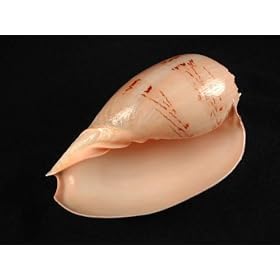 Melon Shell