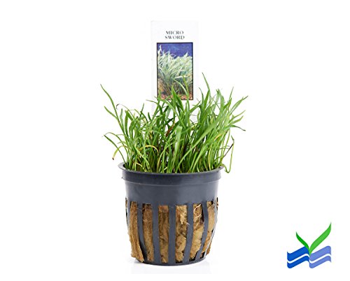 Potted Micro Sword Aquarium Live Plant