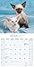 Siamese Cats Calendar - 2016 Wall calendars - Animal Calendar - Monthly Wall Calendar by Avonside Studio