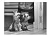 Australian Silky Terriers are Rare in the United States, Dogs & Puppies Photographic Poster Print by Willard Culver, 32x24