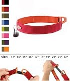 Tazlab Safe-t-Stretch Collar-Blaze Orange 15