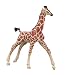 Vanishing Wild Reticulated Giraffe Calf