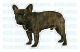 FRENCH BULLDOG - Dog Decal - sticker got bull window