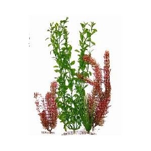 aquarium plants