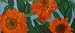 WVSA Print to raise funds for ARTs in Education - Orange Flowers by WVSA ARTist Apprentice