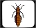 Mouse Pad with bug, insect, brown, worker, termite