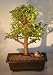 Bonsai Boy's Baby Jade Bonsai Tree<br><i>(Portulacaria Afra)</i> Bonsai Boy's Baby Jade Bonsai Tree<br><i>(Portulacaria Afra)</i>