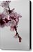 Apricot Flowers II Canvas Print / Canvas Art - Artist Marc Garrido