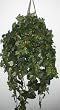 Large Algerian Ivy Hanging Basket
