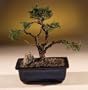 Bonsai Boy's Shimpaku Juniper Bonsai Tree - Trained juniper chinensis