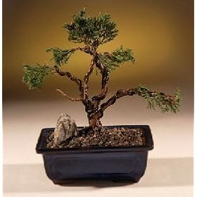Bonsai Boy's Shimpaku Juniper Bonsai Tree - Trained<br><i>(juniper chinensis)</i>