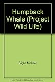 Humpback whale