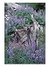 Arctic Lupine, Olympic National Park, Washington, USA Photographic Poster Print by William Sutton, 18x24