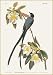 Fork-Tailed Flycatcher - John Woodhouse Audubon Art Print Poster 8 x 10