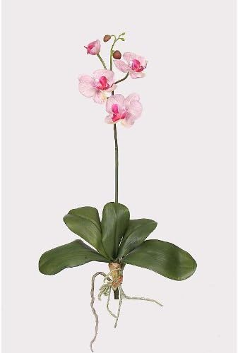Shopzeus USA zeusd1-CALA-4270433 Mini Phalaenopsis Silk Orchid Flower With Leaves- 6 Stems