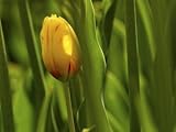 IMAGE OF Tulip in Grass Stretched Canvas Poster Print, 24x32
