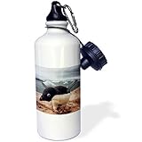 Danita Delimont - Penguins - Adelie penguin, Western Antarctic Peninsula-AN02 SKA0017 - Steve Kazlowski - 21 oz Sports Water Bottle (wb_74221_1)