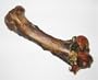 Emu Femur Bones - 10 pack