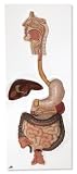 3B Scientific Digestive System, 3-part