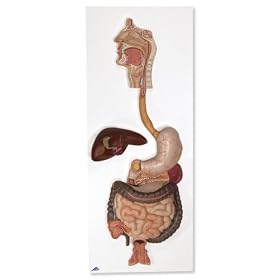 3B Scientific Digestive System, 3-part by 3B Scientific