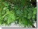 Neem Leaf Capsules