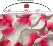 1000 Silk Rose Petals Wedding Favors - Two Tone - Ivory/Hot Pink