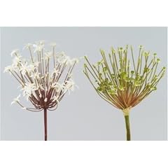 6er-SET Allium Firework champagner 95 cm