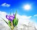Spring Crocus (11x14) Art Photography Print