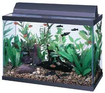 24 Fluorescent Deluxe Black Hood (Catalog Category: Aquarium / Lighting-hoods) 24 Fluorescent Deluxe Black Hood (Catalog Category: Aquarium / Lighting-hoods)