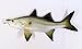 Replica Snook Ocean Coastal Fly Fishing Wall Decor