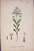 Cut-Leaved Valerian Flower Plant Colour Old Print 187