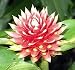 10 Renealmia Cernua Ginger Plant Seeds
