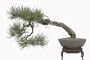 Brussel's Ponderosa Pine Specimen Tree