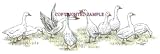 Geese - Drawing by Cindy Farmer